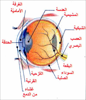 بحث حول تركيبة العين 20160818 1378 1