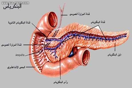 بنكرياس الانسان