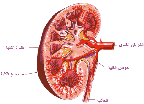 علاج الفشل الكلوي مجرب 20160820 530