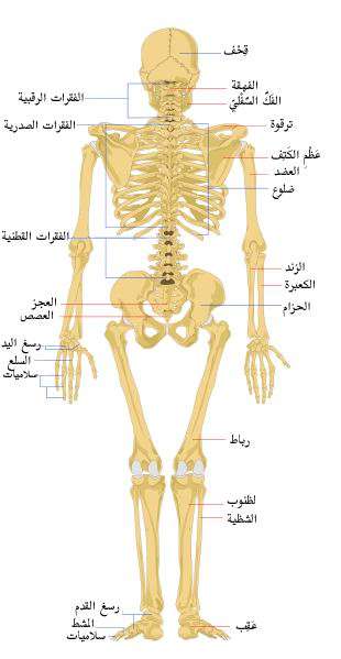 ابحاث علمية جاهزة 20160818 5696 1