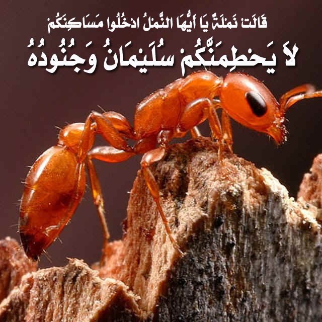 معجزات الله سبحانه وتعالى بالصور