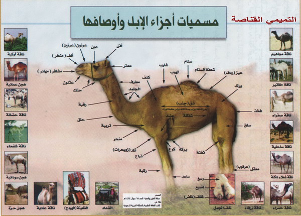 فوائد الابل وحليبها للجنس للمراة للاطفال للبشرة شي عجيب