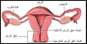 انسداد قناة فالوب 20160818 5448 1