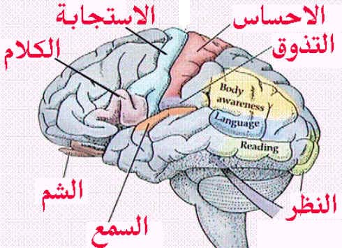 معلومات عن الدماغ 20160817 5775