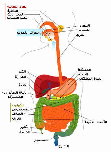 شكل الجهاز الهضمي