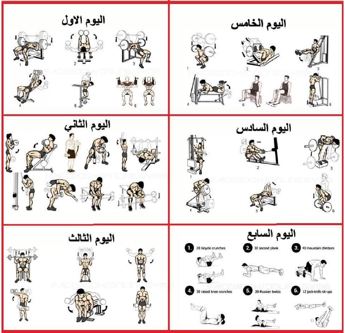 جدول تمارين كمال الاجسام للمبتدئين pdf