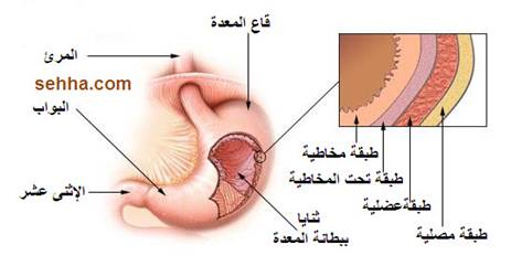 بالصور معدة الانسان