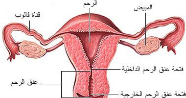 علاج انسداد قناة فالوب