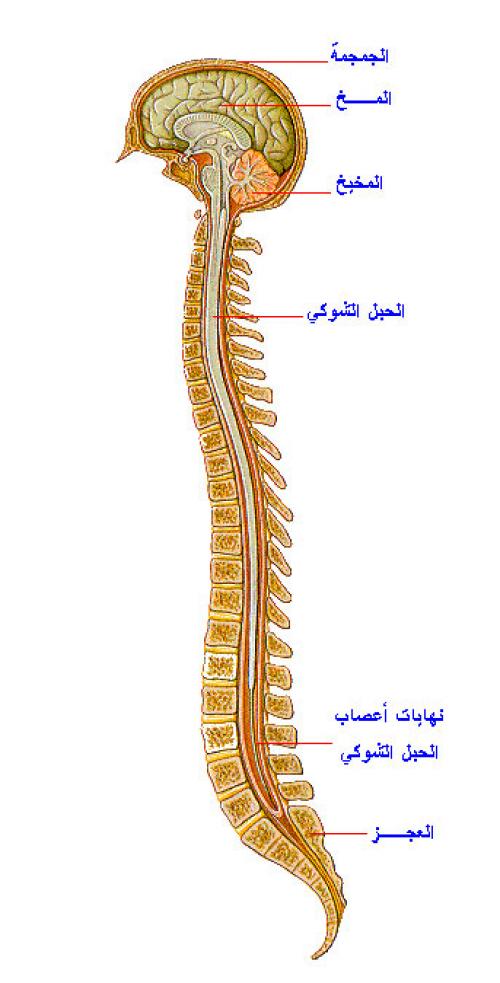 تعريف الجهاز العصبي