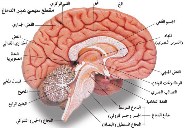 بالصور البصلة السيسائية