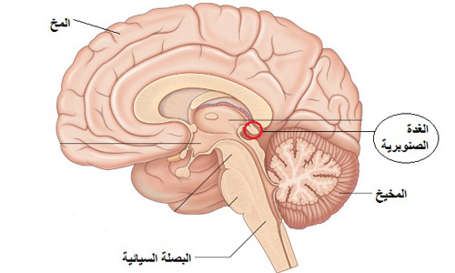 الغدة الصنوبرية والسرطان 20160818 5577