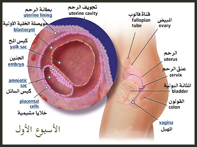 تطور الحمل