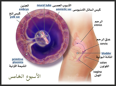 بالصور اعراض الاسبوع الخامس من الحمل