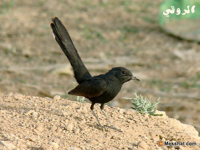 تفسير حلم الطيور السوداء 20160818 1254