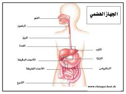 الهضم الالي والهضم الكيميائي