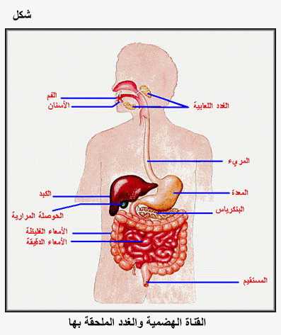 بالصور تعريف ومكونات الجهاز الهضمي