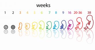 تطور الجنين بالاسابيع بالصور