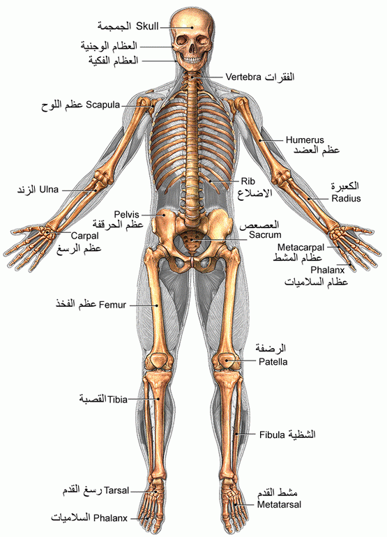 الجهاز العضلي Pdf 20160820 84