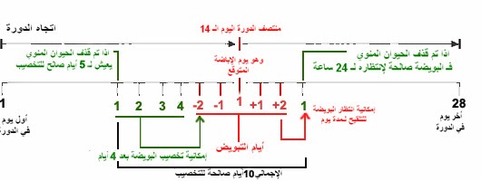 حساب التبويض الدقيق