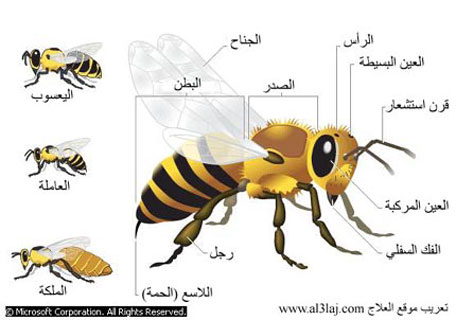 بحث عن الحشرات النافعة النحل