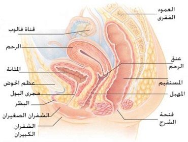 الفطريات المهبلية بالصور