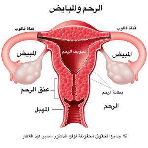 فترة الحمل بعد الدورة