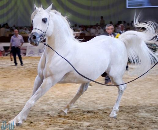 بالصور اسعار الخيول العربية الاصيلة في السعودية