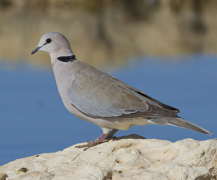 تفسير الحمام في المنام لابن سيرين