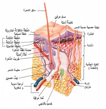 مكونات الجلد