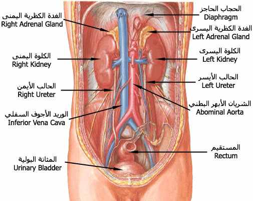 تنظيف المعده والكبد