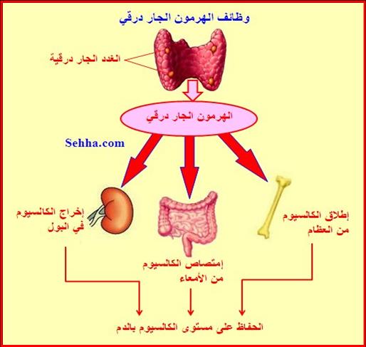 علاج توازن الهرمونات 20160817 5200 1