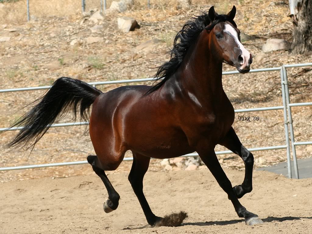 بالصور اسعار الخيول العربية الاصيلة في السعودية