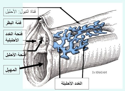 بالصور الشكل الخارجي للمهبل