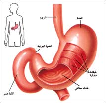 معدة الانسان