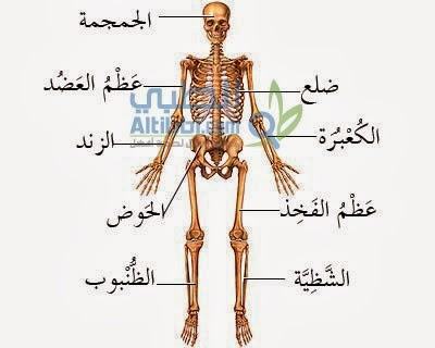 الهيكل العظمي لجسم الانسان