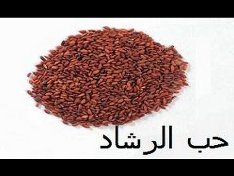 فوائد الرشاد للحمل