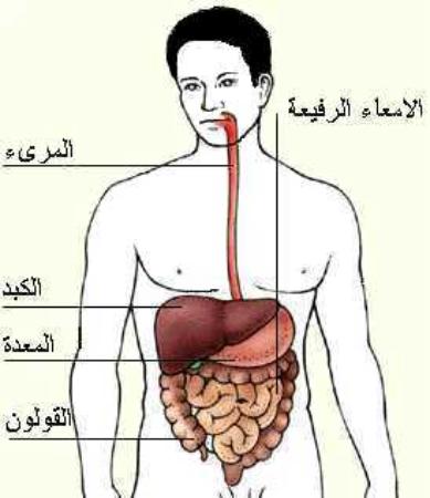 بالصور علاج ارتجاع المرئ في الطب النبوي