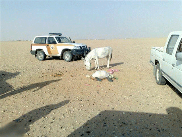 بالصور حمار يقتل رجل في حفر الباطن