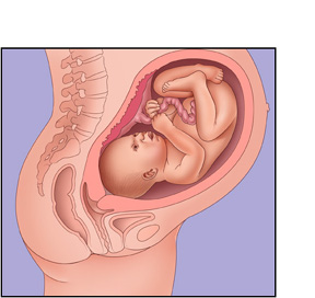 وضع الجنين في الشهر التاسع 20160818 5379 1