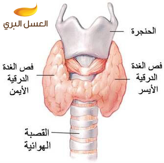 بالصور الشفاء من الغدة الدرقية