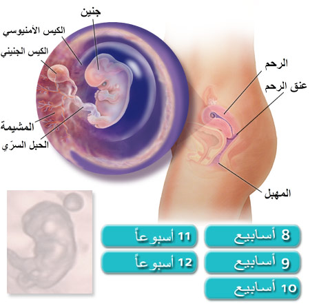 الجنين في الشهر الثاني