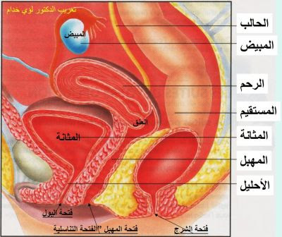 الشكل الخارجي للمهبل 20160816 4299