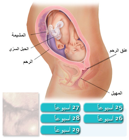 الحمل في الشهر السادس والجماع 20160818 867