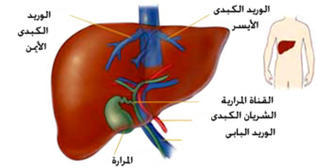 بالصور ما اهم وظيفة للكبد