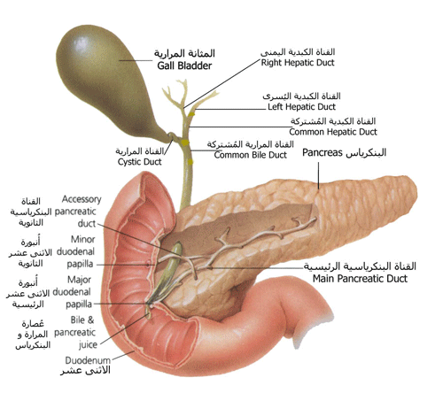 اعراض ارتفاع نسبة السكر في الدم