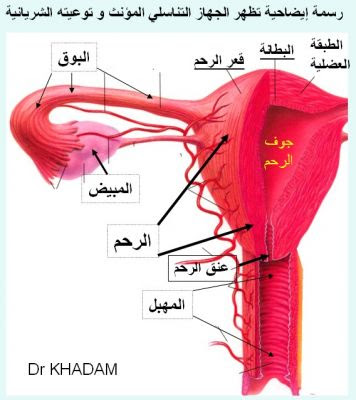 الشكل الخارجي للمهبل