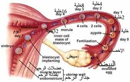 متى يتم تلقيح البويضة بعد الابرة التفجيرية 20160819 2409