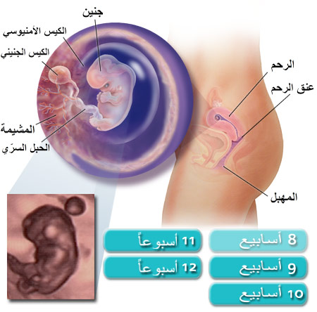 صور الجنين في الشهر الثاني