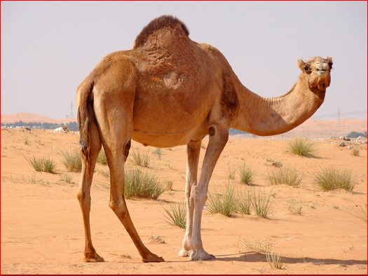 تفسير الجمل في المنام 20160819 474