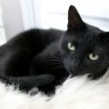 بالصور تفسير الاحلام قطة سوداء